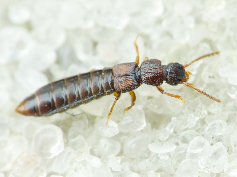 Anotylus insecatus (Gravenhorst, 1806)